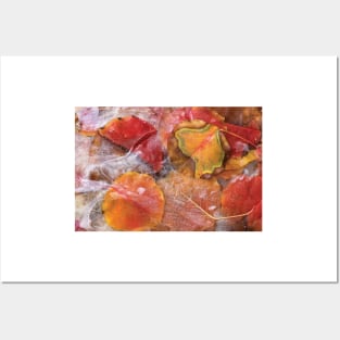 Cottonwood Frozen Leaves Posters and Art